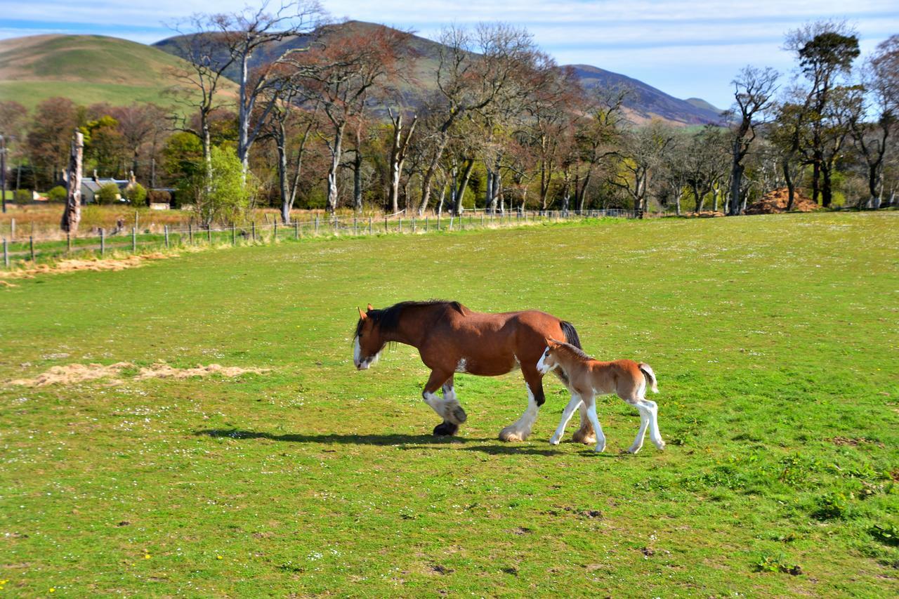 Peggyslea Farm B&B Nine Mile Burn 외부 사진